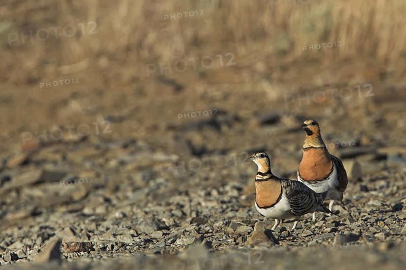 Pin-tailed Sandgrouse (Pterocles alchata), Extremadura, Spain