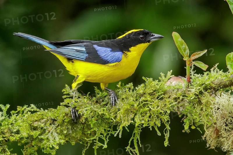Blue-winged Mountain Tanager (Anisognathus somptuosus) perched on a branch in the Andes Mountains of Colombia