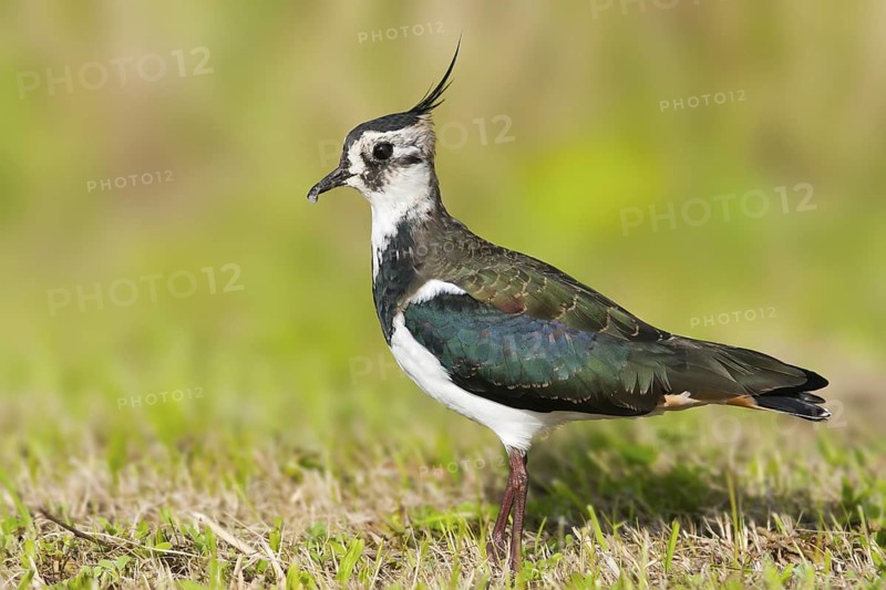 Northern Lapwing (Vanellus vanellus), Schleswig-Holstein, Germany