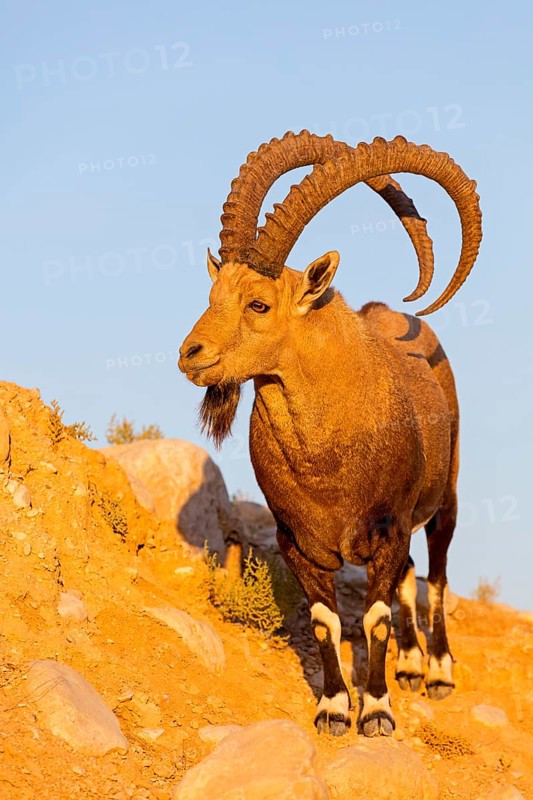 Nubian ibex, Nubian ibex, (Capra nubiana), animals, mammals, ibex, Ben Gurion's Tomb, Midreshet Ben-Gurion, HaDarom, Israel