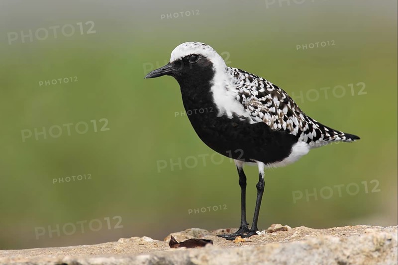 Grey Plover (Pluvialis squatarola), Texas, USA