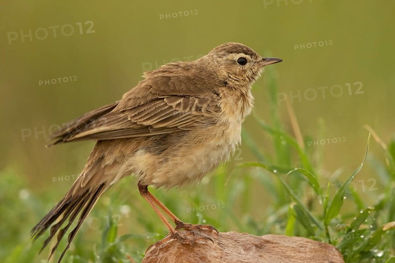 Plain-backed Pipit (Anthus leucophrys), Masai Mara, Kenya