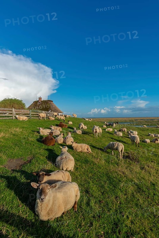 Hamburg Hallig, flock of sheep on the dwelling mound, thatched house, salt marshes, Reußenköge, North Frisia, Schleswig-Holstein, Northern Germany, Germany