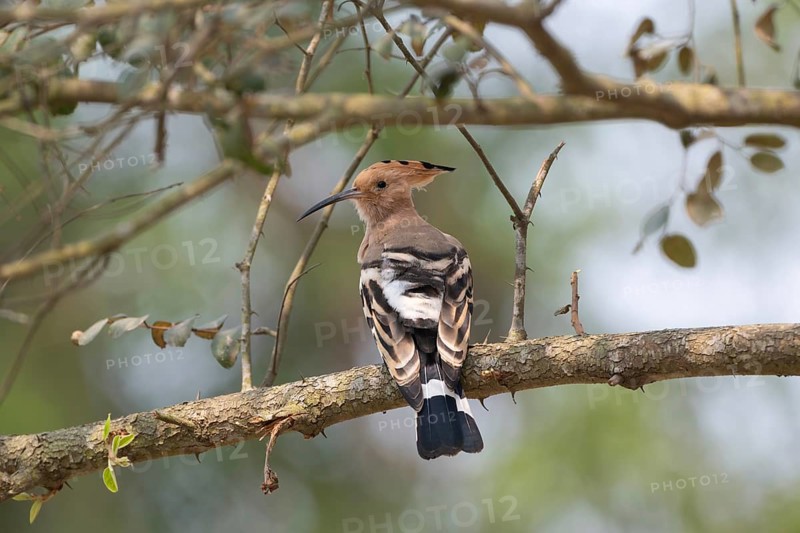 Eurasian hoopoe or common hoopoe (Upupa epops) on a tree branch, Sreepur, Gazipur, Bangladesh