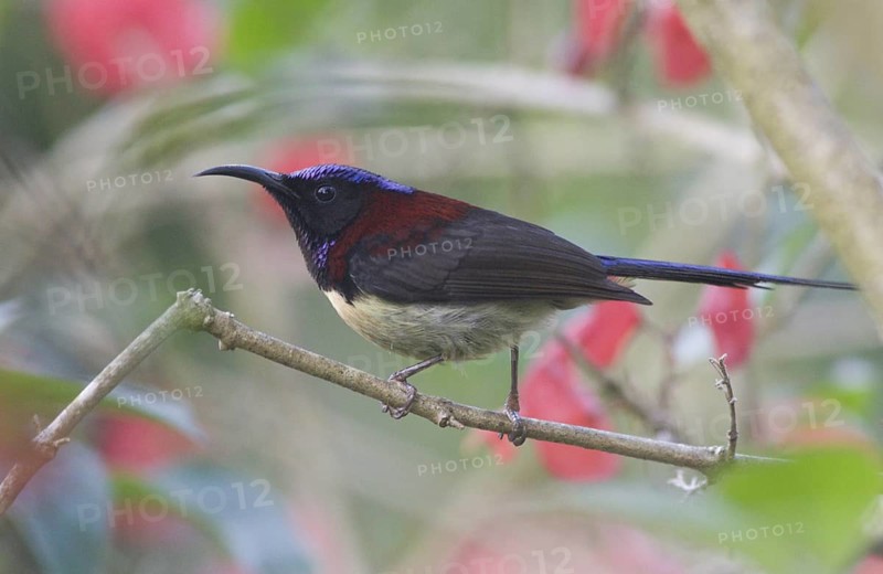 Black-throated Sunbird (Aethopyga saturata) male, Doi Inthanon, Thailand