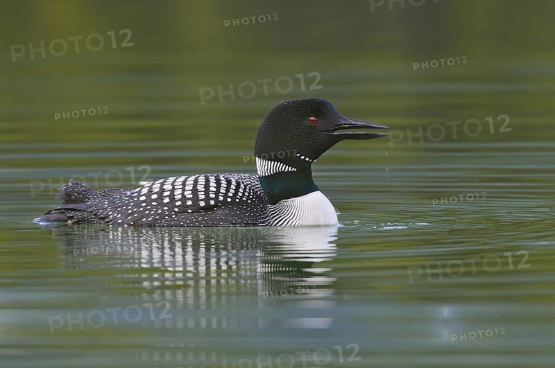 Great Northern Loon (Gavia immer), Alberta, Canada