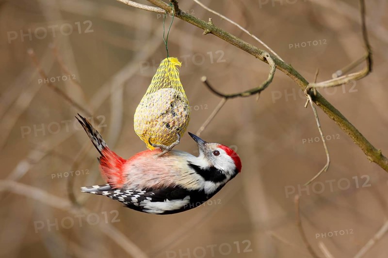 Middle Spotted Woodpecker (Dendrocoptes medius) feeding on fat ball, Saxony-Anhalt, Germany