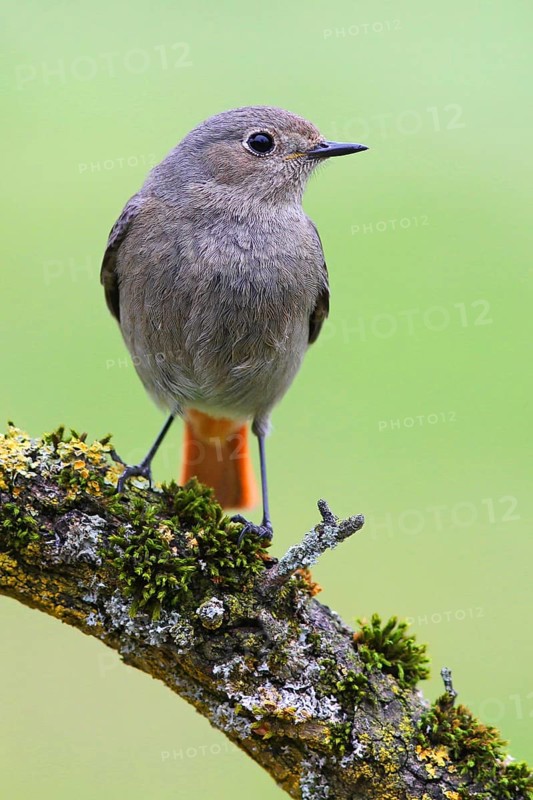 Black Redstart (Phoenicurus ochruros) female, Baden-Wuerttemberg, Germany