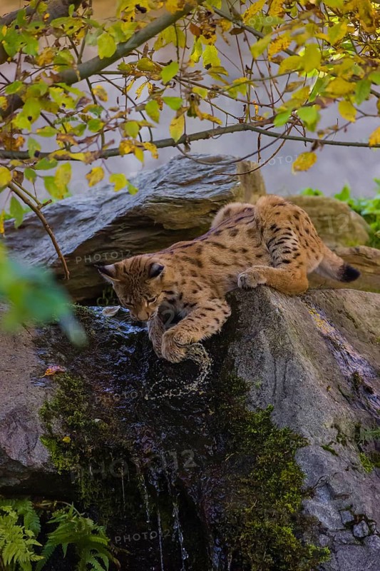 A Eurasian lynx (Lynx lynx) plays in the water above a small waterfall