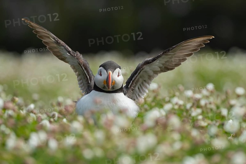 Atlantic puffin (Fratercula arctica) adult auk seabird bird flapping its wings amongst flowering Sea campion (Silene maritima) flowers in summer, Skomer island, Pembrokeshire, Wales, United Kingdom