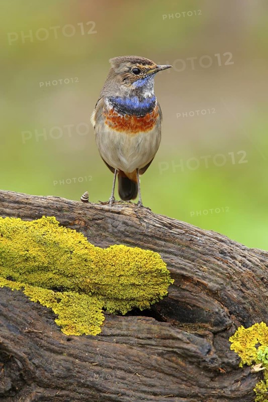 Bluethroat (Luscinia svecica cyanecula) male, Seville, Spain