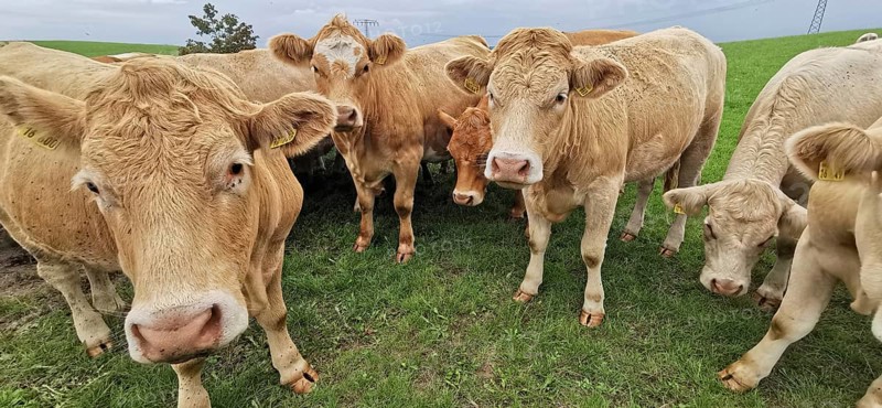 A curious cow (bos taurus) with others on a green pasture under a cloudy sky, Franconian Forest nature park Park