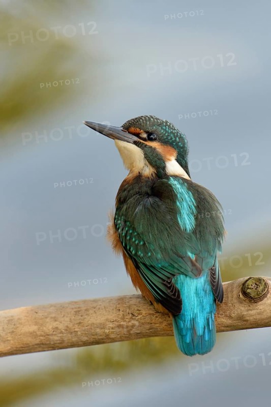 Common Kingfisher (Alcedo atthis) juvenile perched on a branch, North Rhine-Westphalia, Germany