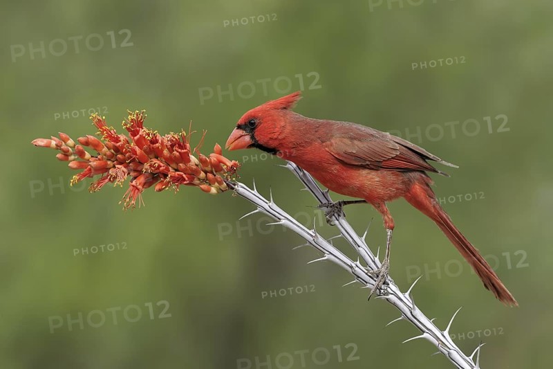 Northern Cardinal (Cardinalis cardinalis), Texas, USA