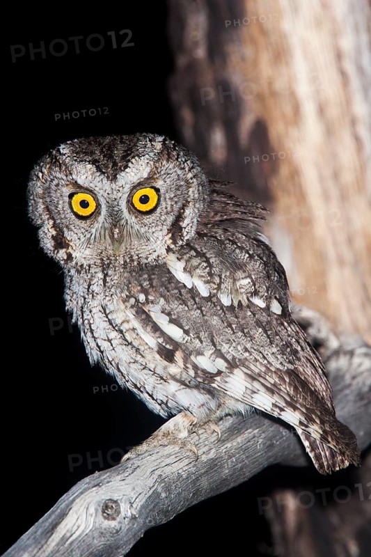 Whiskered Screech-Owl Otus trichopsis Madera Canyon, Santa Cruz County, Arizona, United States 17 May Adult Strigidae