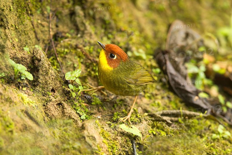 Chestnut-headed Tesia (Cettia castaneocoronata), Yunnan, China