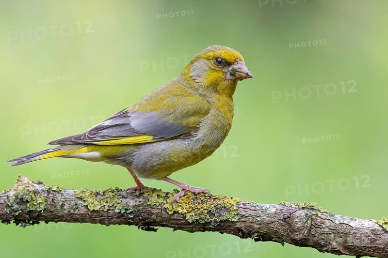European Greenfinch (Chloris chloris) male perched on a branch, Lower Saxony, Germany