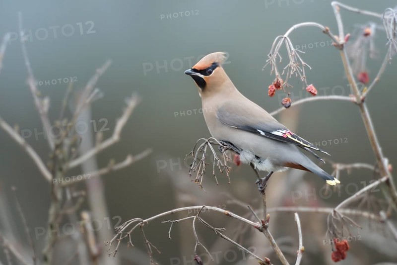 Bohemian Waxwing (Bombycilla garrulus), North Rhine-Westphalia, Germany