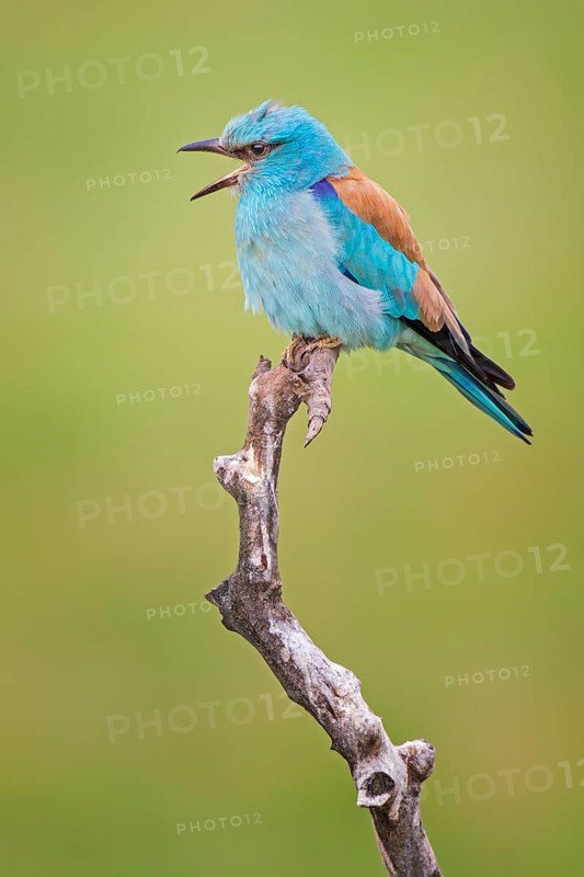 European Roller (Coracias garrulus) calling, perched on a branch, Kiskunsag National Park, Hungary