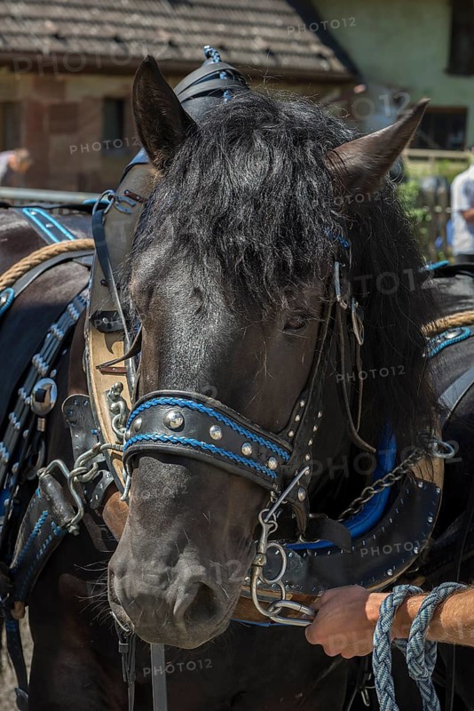 Black horse haltered for the Kirchweih, Middle Franconia, Bavaria, Germany