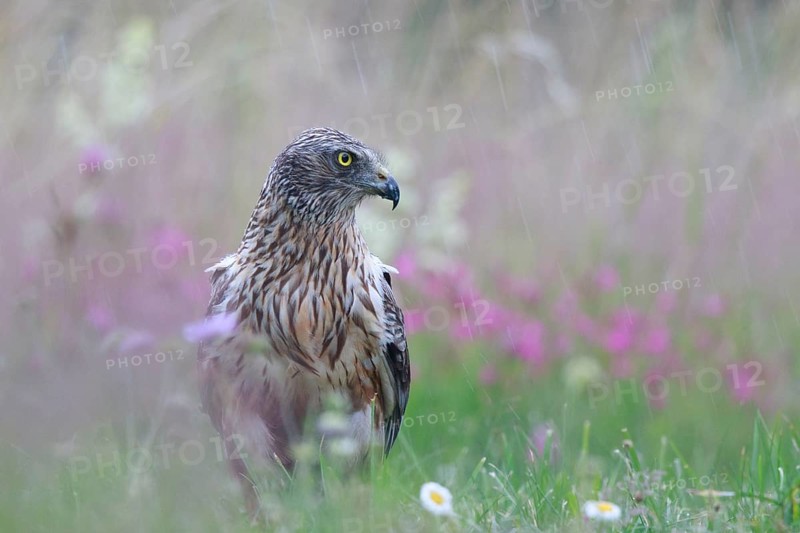 Western Marsh Harrier (Circus aeruginosus) male on grassland in rain, Poland