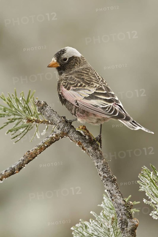 Black Rosy Finch (Leucosticte atrata), New Mexico, USA