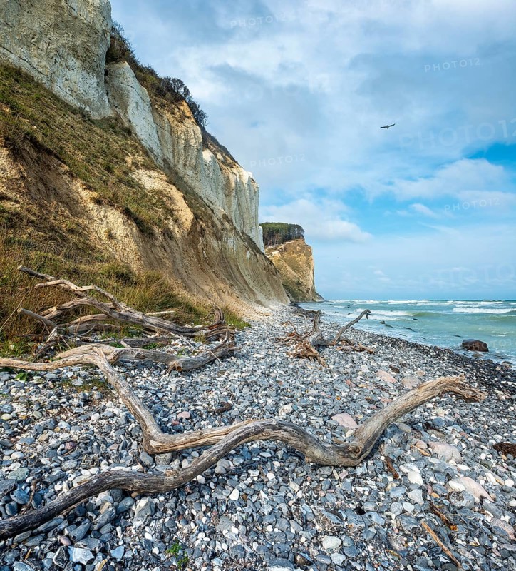 Pebble beach with flints and driftwood on the chalk cliffs of Møns Klint on the Baltic Sea, a seagull in the sky, Møn Island, Denmark