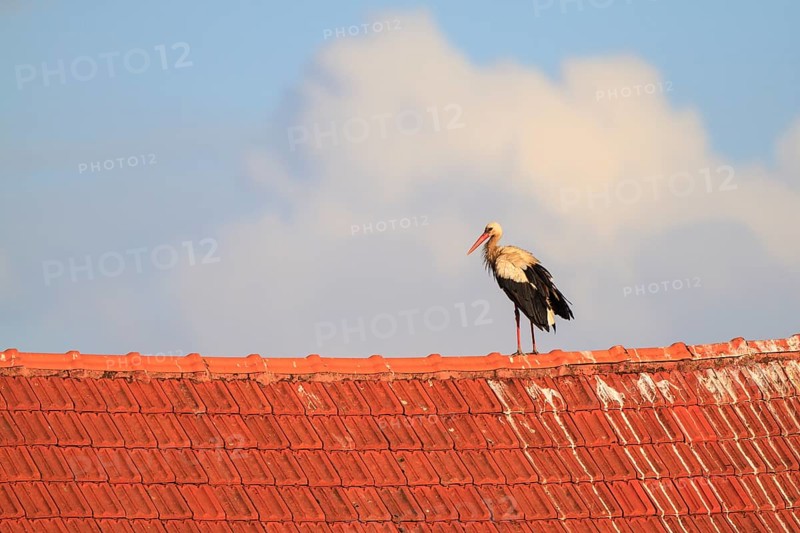 White Stork (Ciconia ciconia), North Rhine-Westphalia, Germany