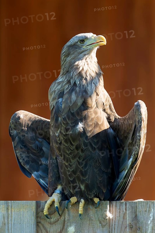 An eagle sits on a wooden fence with its wings outstretched, illuminated by the sun, White-tailed Eagle (Haliaeetus albicilla), France