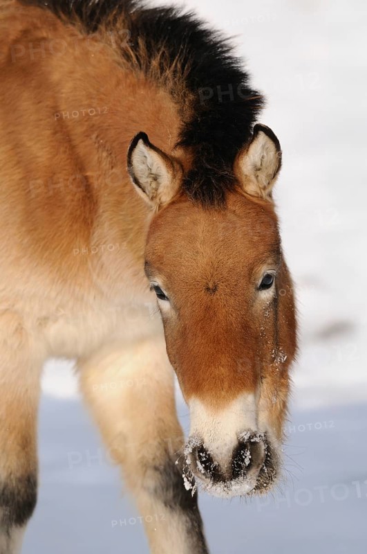 Przewalski's horse with snow on its mouth, clear view, wintry scene, Przewalski's horse (Equus ferus przewalskii), Bavarian Forest National Park
