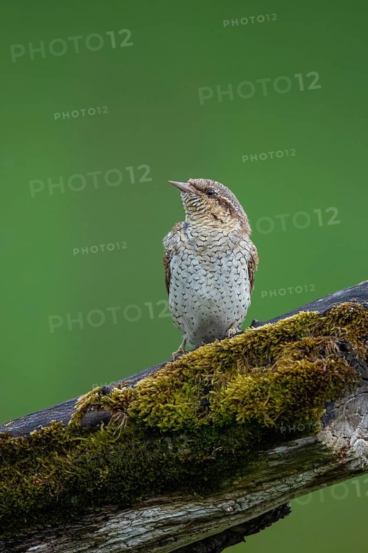 Eurasian Wryneck (Jynx torquilla), Hesse, Germany