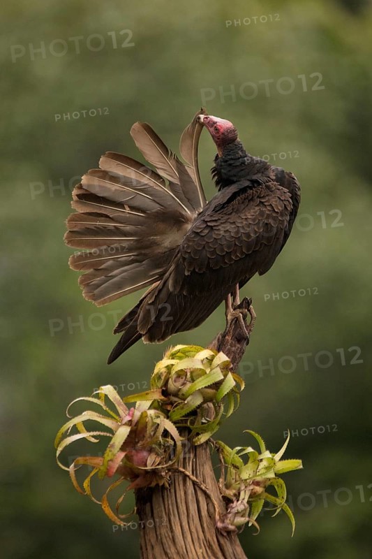 Turkey vulture preening in rainforest, costa rica