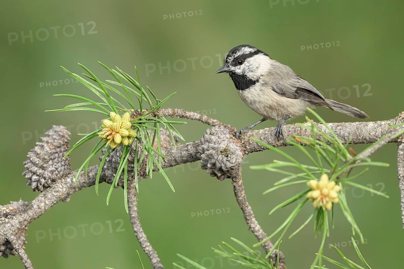 Mountain Chickadee (Poecile gambeli) perched on a conifer branch, Colorado, USA