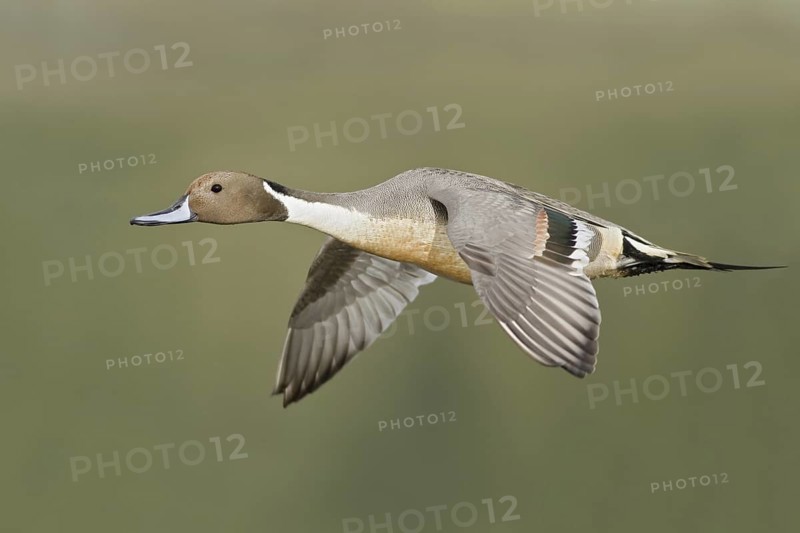 Northern Pintail (Anas acuta) male flying, British Columbia, Canada