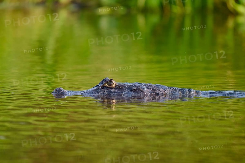 A caiman swims calmly in the water, surrounded by greenery, Spectacled caiman (Caiman yacare, Caiman crocodilus yacare), Pantanal, Mato Grosso, Brazil
