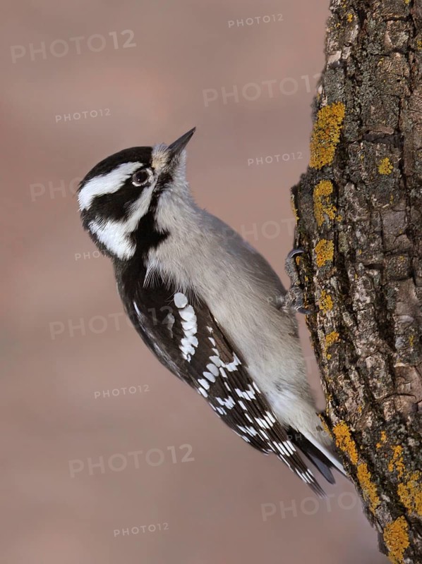 Downy Woodpecker (Dryobates pubescens) female, Saskatchewan, Canada