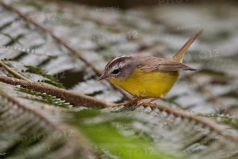 Golden-crowned Warbler (Basileuterus culicivorus), Atlantic rainforest, Brazil
