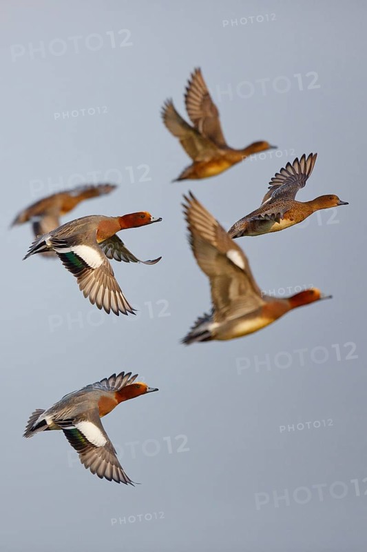 Eurasian Wigeon (Mareca penelope) flying, Friesland, Netherlands
