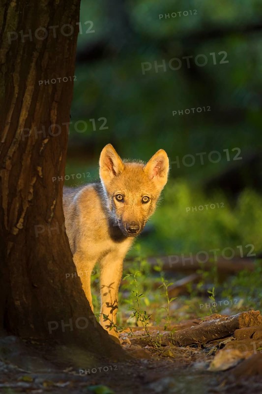 Wolf (Canis lupus), young wolf in forest at sunrise, summer, Germany