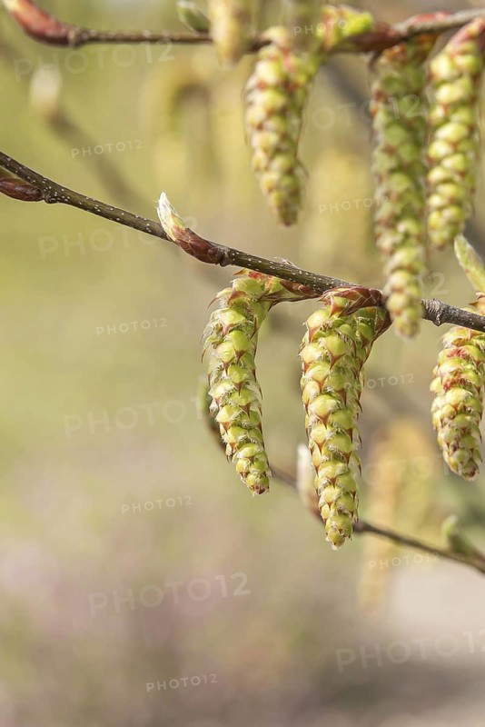 Columnar hornbeam (Carpinus betulus 'Columnaris'), Saxon State Office for the Environment, Germany