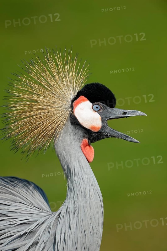 Ostafrikanischer Kronenkranich (Balearica regulorum), Grey crowned crane, Portrait mit offenem Schnabel, April, Heimat: oestliches und suedliches Afrika, captive, Zoo, Nordrhein-Westfalen, Deutschland