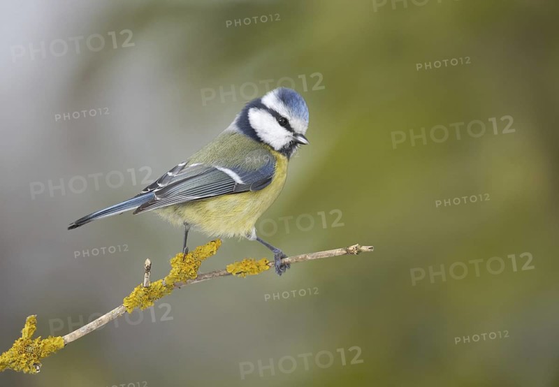 Eurasian Blue Tit (Cyanistes caeruleus), Mecklenburg-Western Pomerania, Germany
