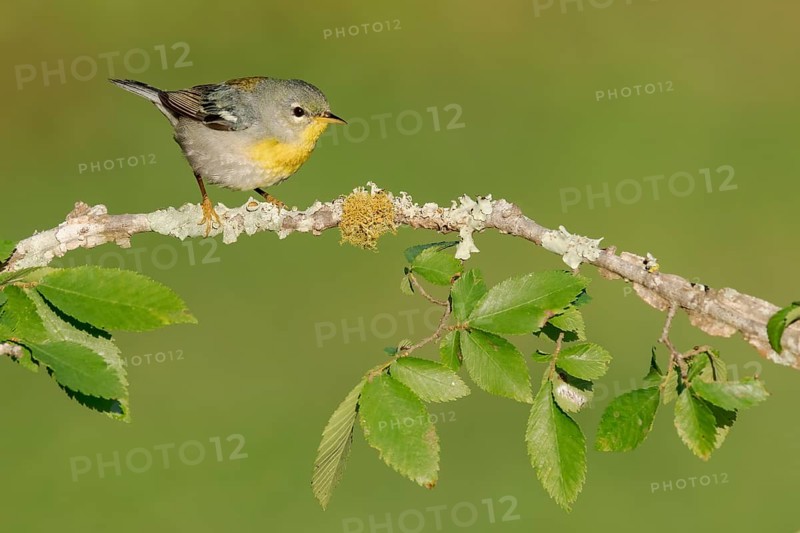 Northern Parula (Setophaga americana) female perched on a branch, Texas, USA