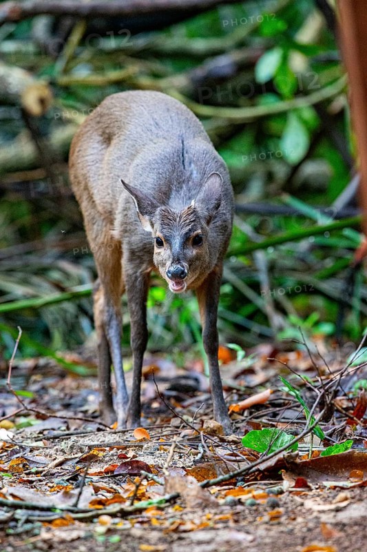 Grossmazama (Mazama americana) Pantanal Brazil