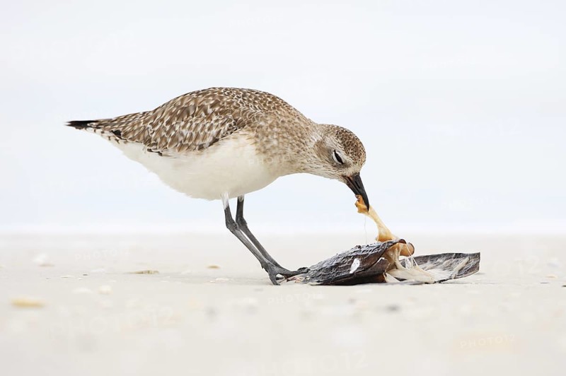 Grey Plover (Pluvialis squatarola), Florida, USA