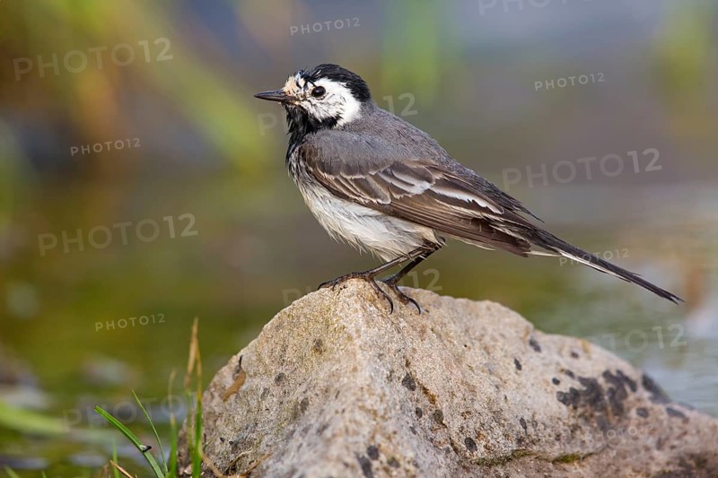 Bachstelze, Pied Wagtail, White Wagtail, Motacilla alba, Bergeronnette grise, Lavandera Blanca Común, Lavandera Blanca