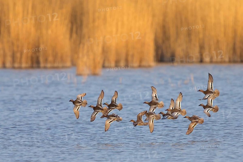 Garganey, Anas querquedula, Sarcelle d'été, Cerceta Carretona, Lake Neusiedl, Burgenland, Austria