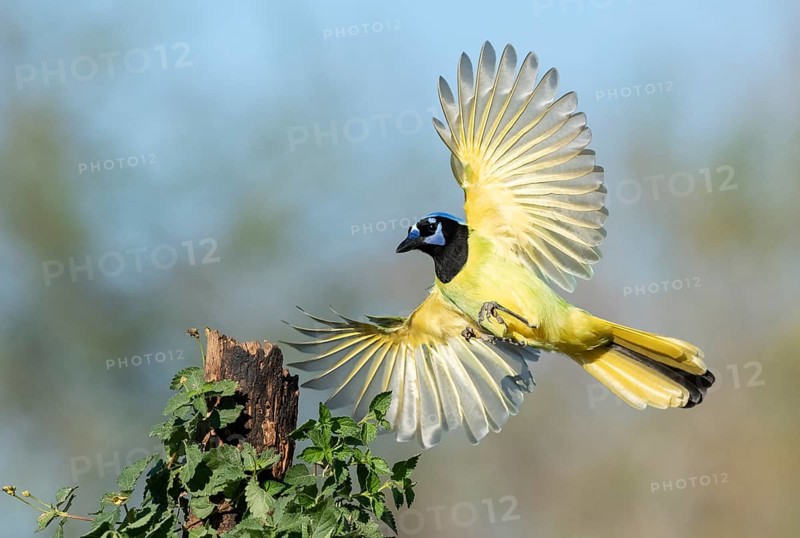 Green Jay (Cyanocorax luxuosus) flying, Texas, USA