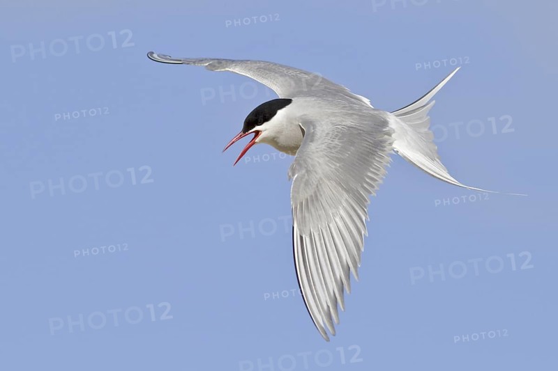 Arctic Tern (Sterna paradisaea), Manitoba, Canada