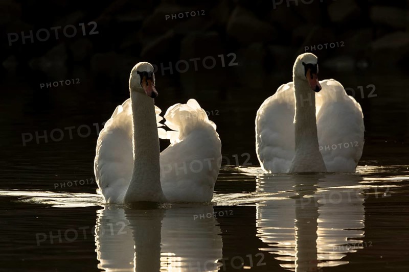 Mute Swan (Cygnus olor) pair, Bavaria, Germany